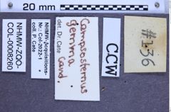 Etikette zu Campsosternus gemma (Candèze, 1857) (NHMW-ZOO-COL-0008260)